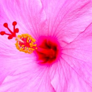 Meet your Posher, Lohe